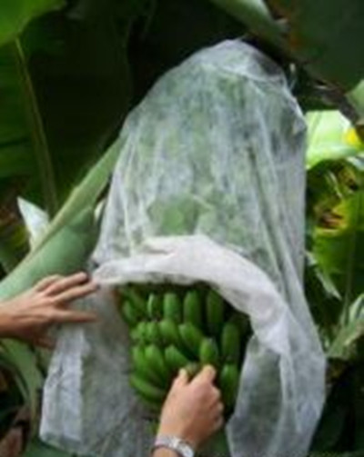 Polipropilene Non-Woven Fabric banana cover