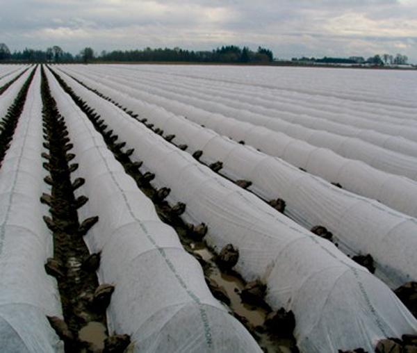 Polypropylene Spunbond Non Woven Crop Cover