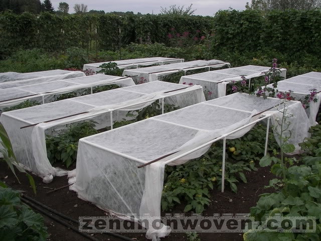 Growing and Plant Cover